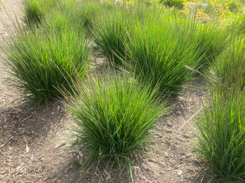 Pijpestrootje - Molinia caerulea 'Moorhexe'