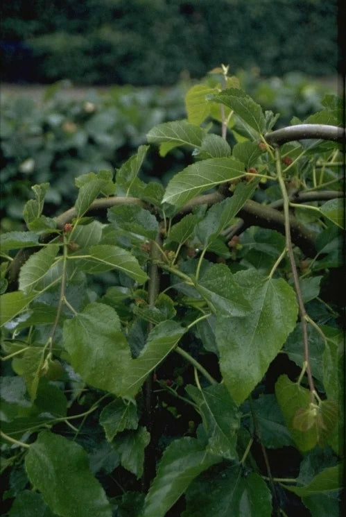 Dakmoerbei - Morus alba 'Fruitless' (Dakvorm Parasol) Bamboe rek 150 cm