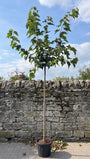 Moerbei - Morus alba 'Fruitless' hoogstam boom