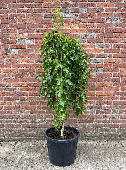 Moerbei (Hoogstam) - Morus alba 'Pendula'