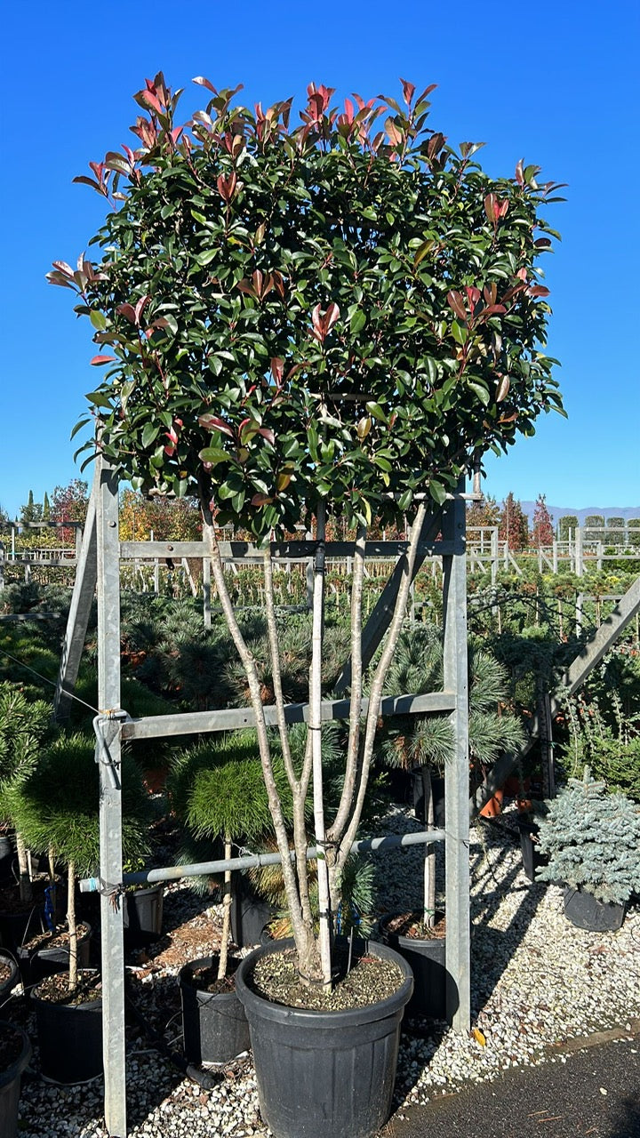 Meerstammige Glansmispel Leiboom - Photinia 'Red Robin' UNIEK op=op
