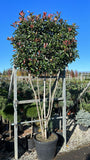 Meerstammige Glansmispel Leiboom - Photinia 'Red Robin' UNIEK op=op