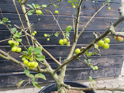 Meerstammige  malus red sentinel sierappel sfeervolle heester / boompje