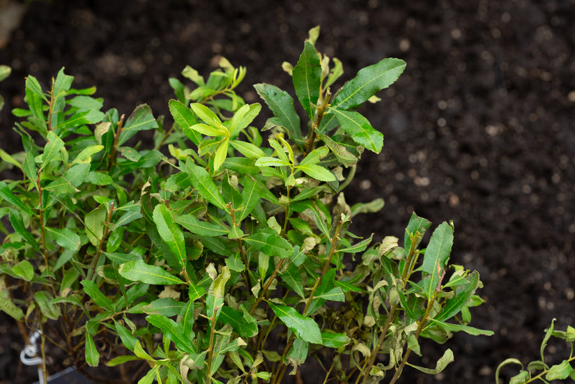 Wilde gagel - Myrica gale