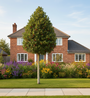 Groene Hulst - Ilex 'Nellie R. Stevens' op hoge stam