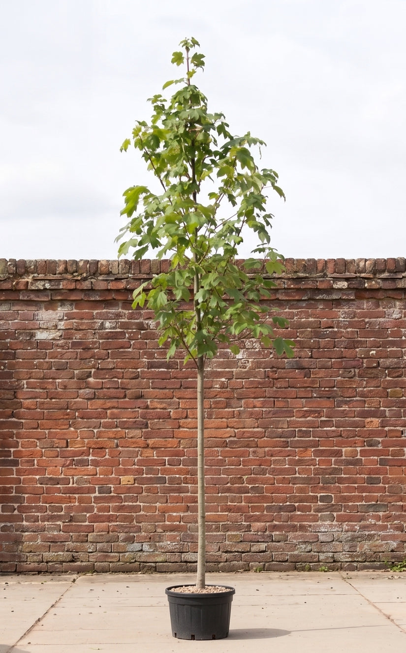 Netelboom (Hoogstam) - Celtis australis