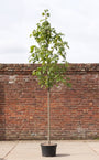 Netelboom (Hoogstam) - Celtis australis