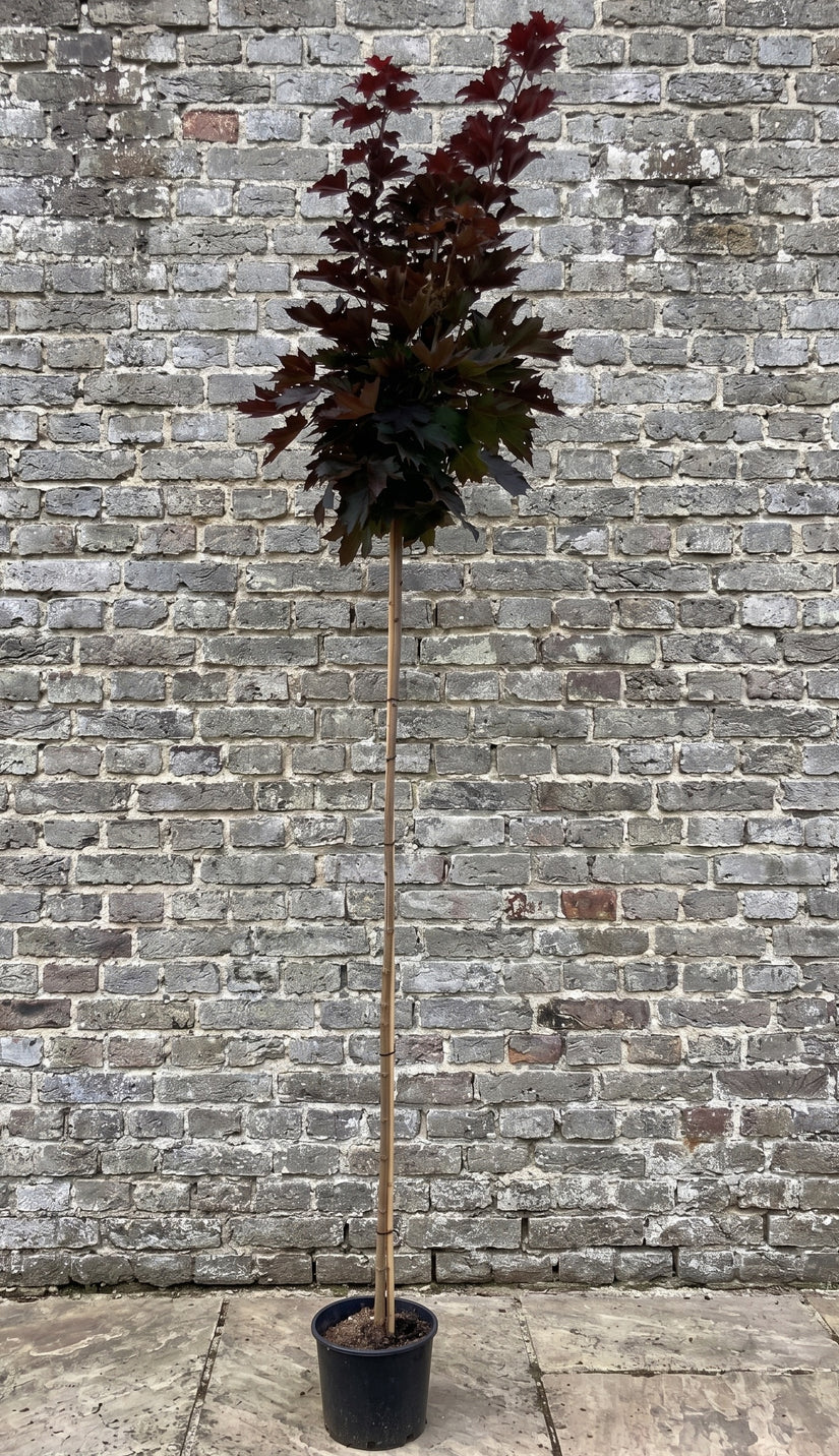 Noorse esdoorn op hoge stam - Acer platanoides 'Crimson Sentry'