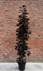 Noorse esdoorn (Zuilvorm) - Acer platanoides 'Crimson Sentry'