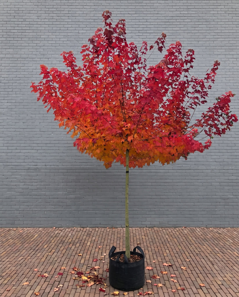 Amerikaanse Esdoorn (Hoogstam) - Acer 'Pacific Sunset'