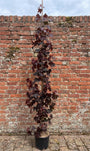 Roodbladige Noorse esdoorn - Acer platanoides 'Royal Red' Zuilvorm