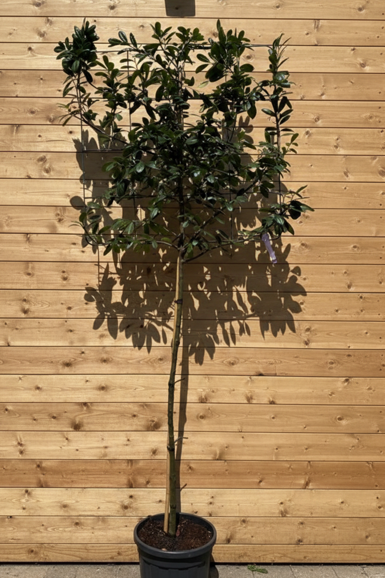 Leilaurier - Prunus Novita leiboom (wintergroen)
