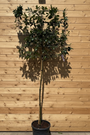 Leilaurier - Prunus Novita leiboom (wintergroen)