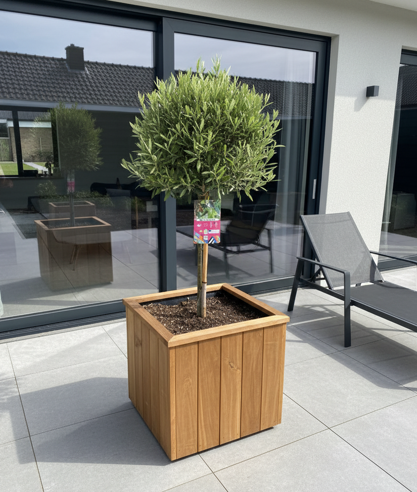 Olijfboom op halfstam - Olea europaea