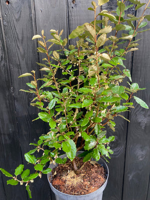 60-80 cm, C7.5