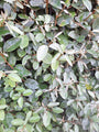 Kant en klare haag Wintergroene Olijfwilg - Elaeagnus ebbingei 180 x 120 cm TIP