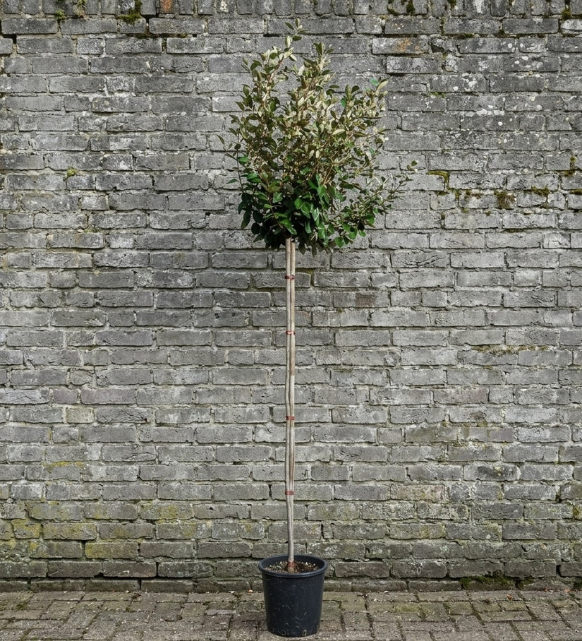 Olijfwilg - Elaeagnus Ebbingei 'Compacta' op hoge stam