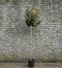 Olijfwilg - Elaeagnus Ebbingei 'Compacta' op hoge stam