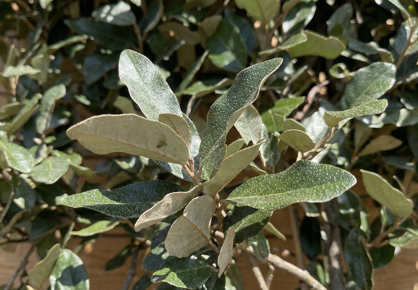 Leiboom olijfwilg - Elaeagnus ebbingei 'Compacta' - Groenblijvend