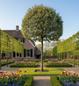 Olijfwilg op hoge stam - Elaeagnus ebbingei boom