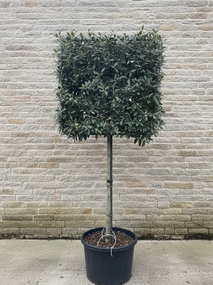 Lei olijfwilg - Elaeagnus ebbingei leiboom - Groenblijvend