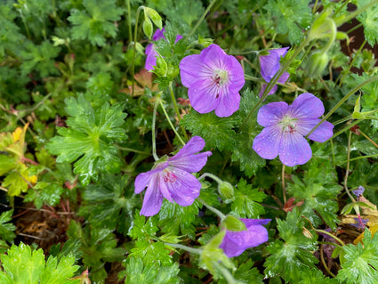 Ooievaarsbek Blauw (Lage soort 35 cm) - Geranium 'Azure Rush'