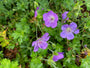 Ooievaarsbek Blauw (Lage soort 35 cm) - Geranium 'Azure Rush'