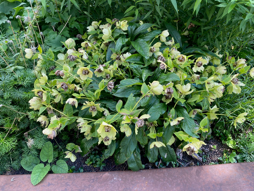 Biologisch oosters nieskruid - Helleborus orientalis