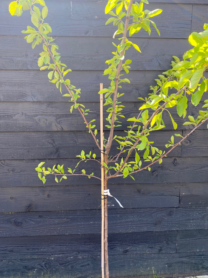 Biologische Pruimenboom - Prunus Domestica Opal BIO
