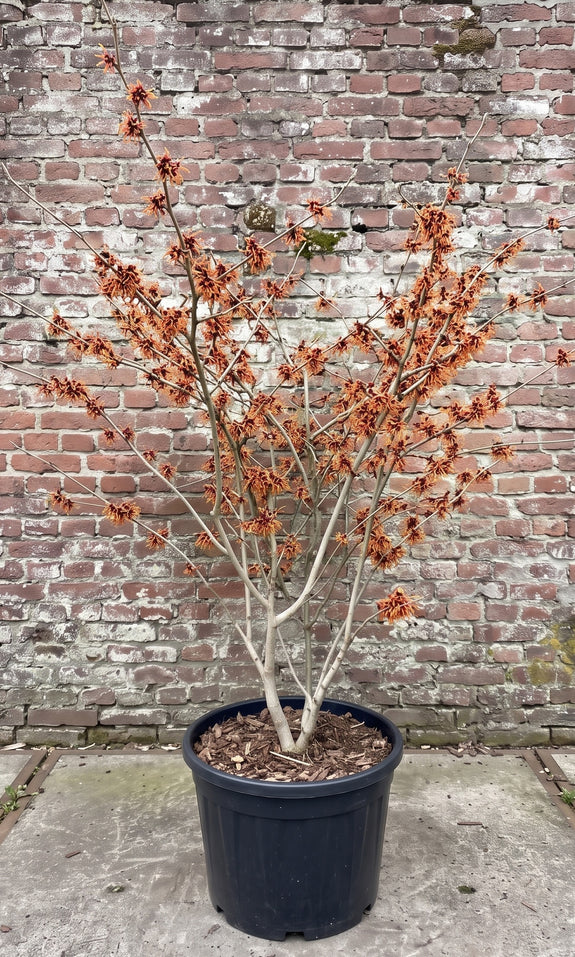 Oranje Toverhazelaar - Hamamelis intermedia 'Jelena'