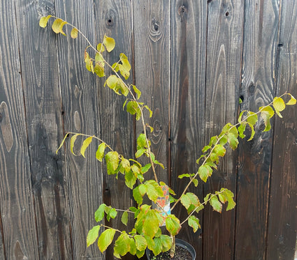 Oranje Toverhazelaar Hamamelis Jelena in C5 pot 60-80 cm voorbeeld wat u krijgt