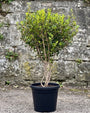 Wintergroene Schijnhulst - Osmanthus burkwoodii