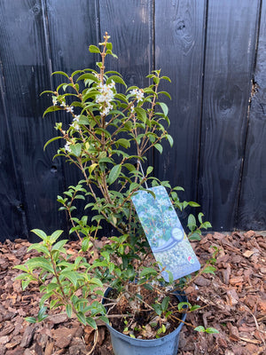 40-60 cm, C5