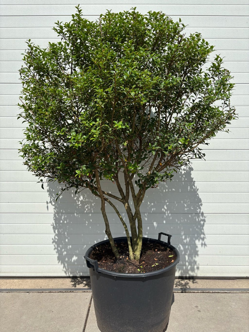 Wintergroene Schijnhulst - Osmanthus burkwoodii