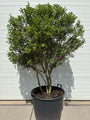 Wintergroene Schijnhulst - Osmanthus burkwoodii