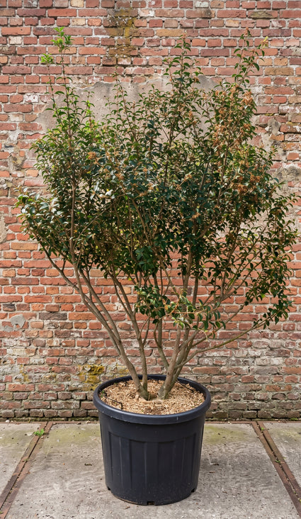 Wintergroene Schijnhulst - Osmanthus burkwoodii