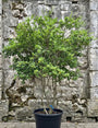 Wintergroene Schijnhulst - Osmanthus burkwoodii
