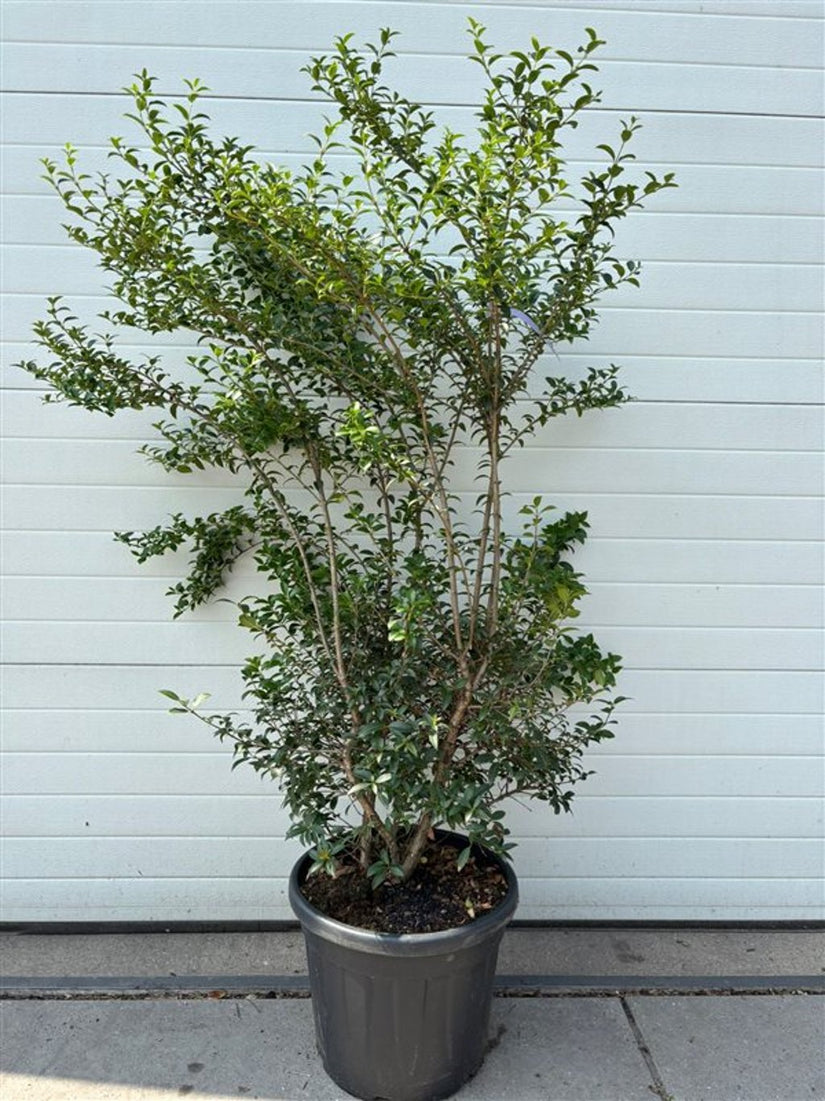 Wintergroene Schijnhulst - Osmanthus burkwoodii