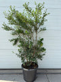 Wintergroene Schijnhulst - Osmanthus burkwoodii