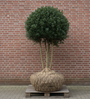 Wintergroene Schijnhulst - Osmanthus burkwoodii
