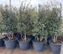Wintergroene Schijnhulst - Osmanthus burkwoodii