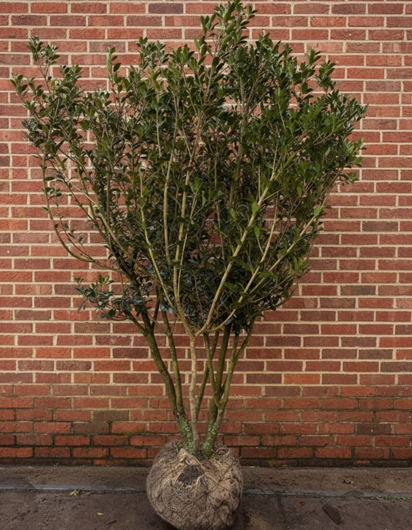 Schijnhulst - Osmanthus Heterophyllus