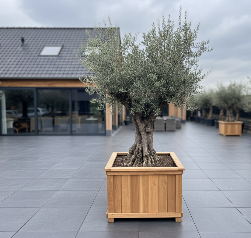 Oude Olijfboom - Olea europaea