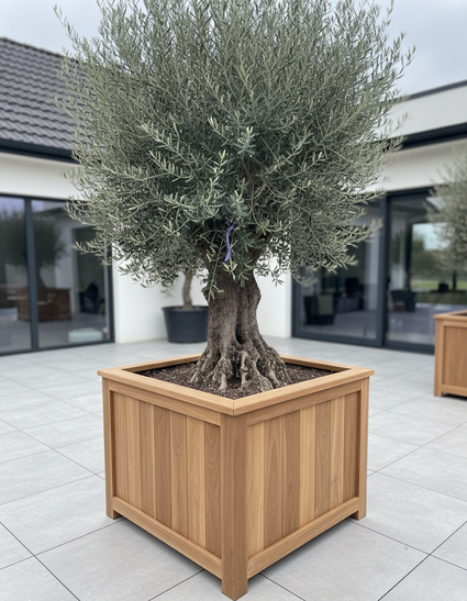 Oude Olijfboom - Olea europaea