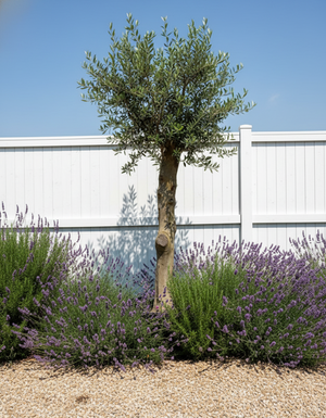 Olea XL op stam