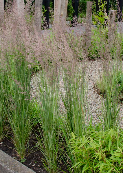 Struisriet - Calamagrostis x acutiflora 'Overdam'