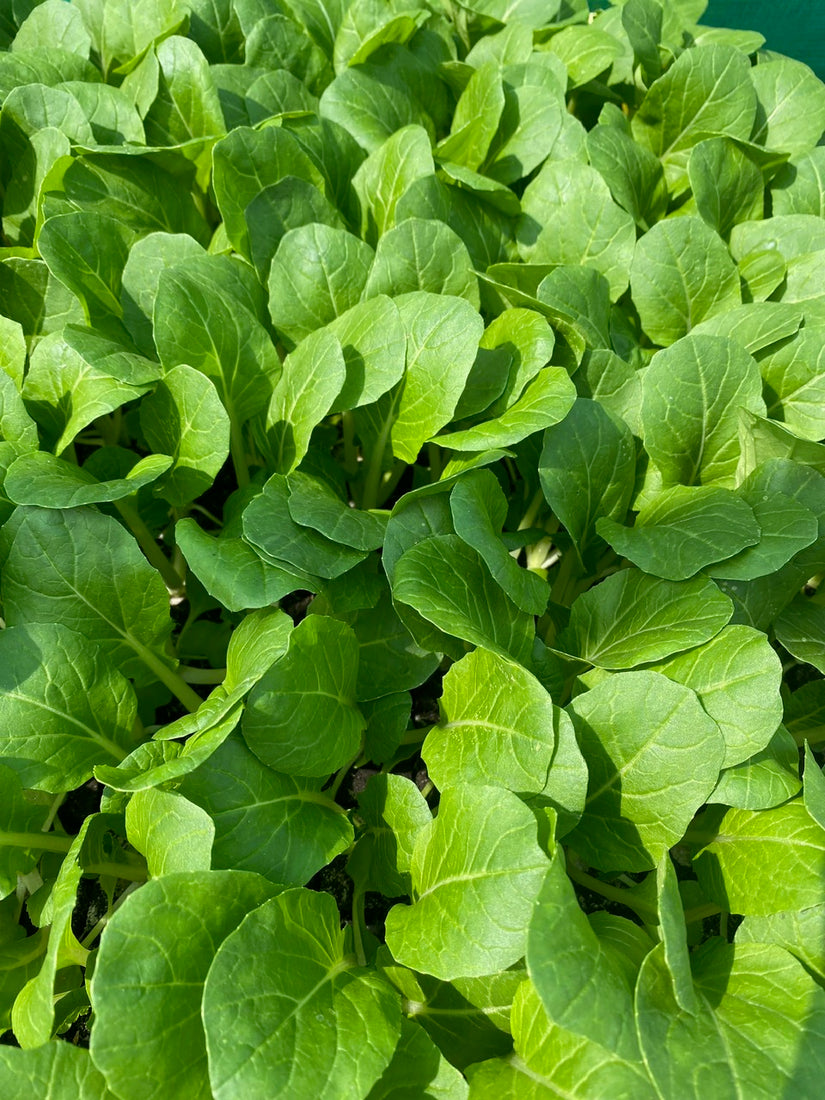 Paksoi - Brassica rapa chinensis