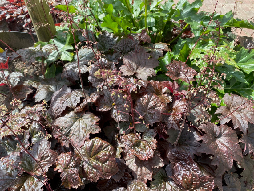 Biologisch Purperklokje - Heuchera micrantha 'Palace Purple'