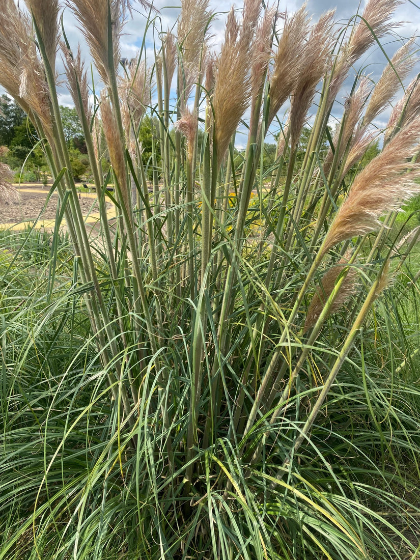 Pampasgras - Cortaderia selloana