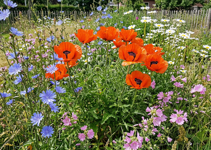 Oosterse klaproos - Papaver orientale 'Brilliant'